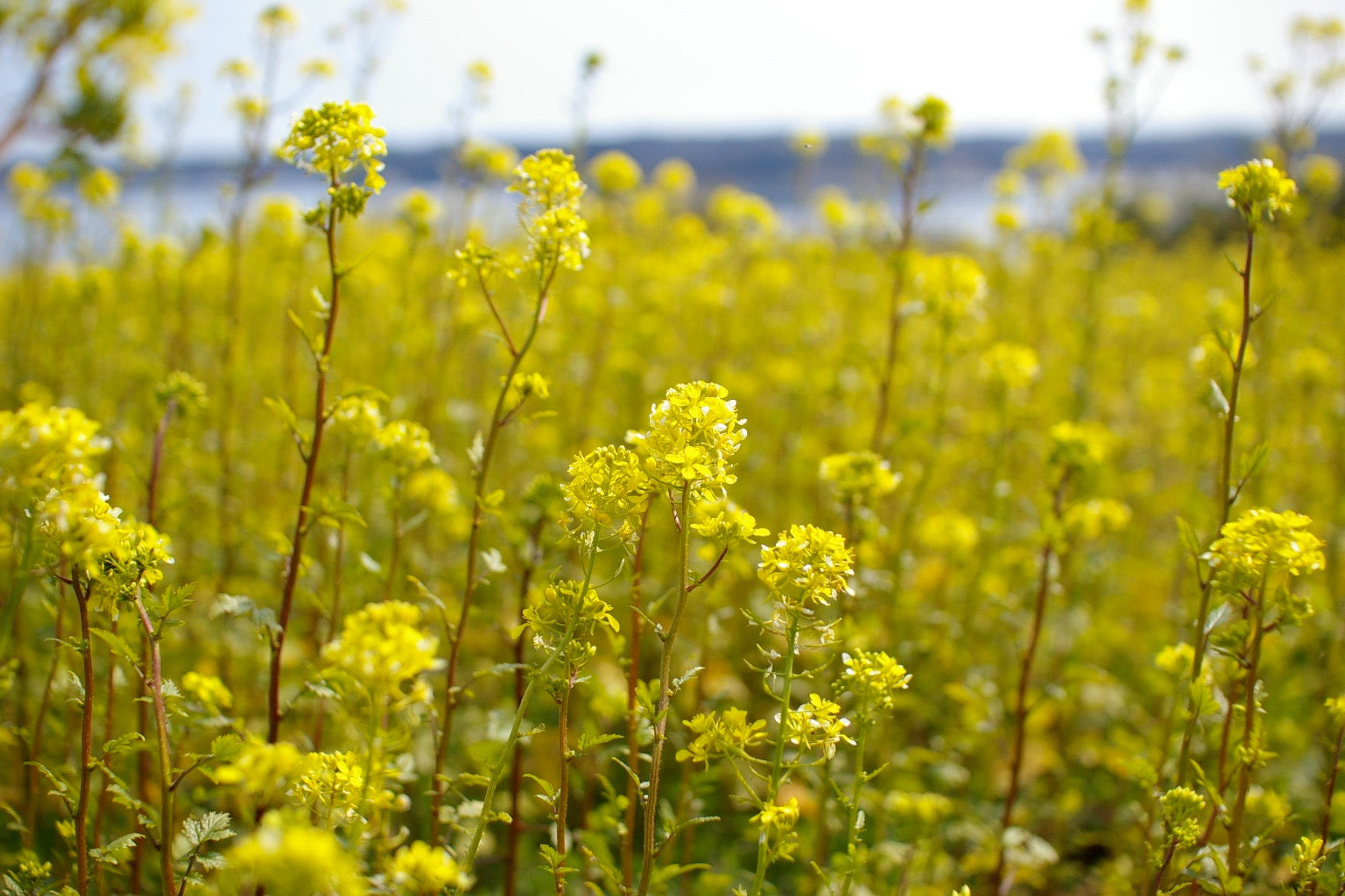 Japanese Candles Nanohana Box - 40 pcs.