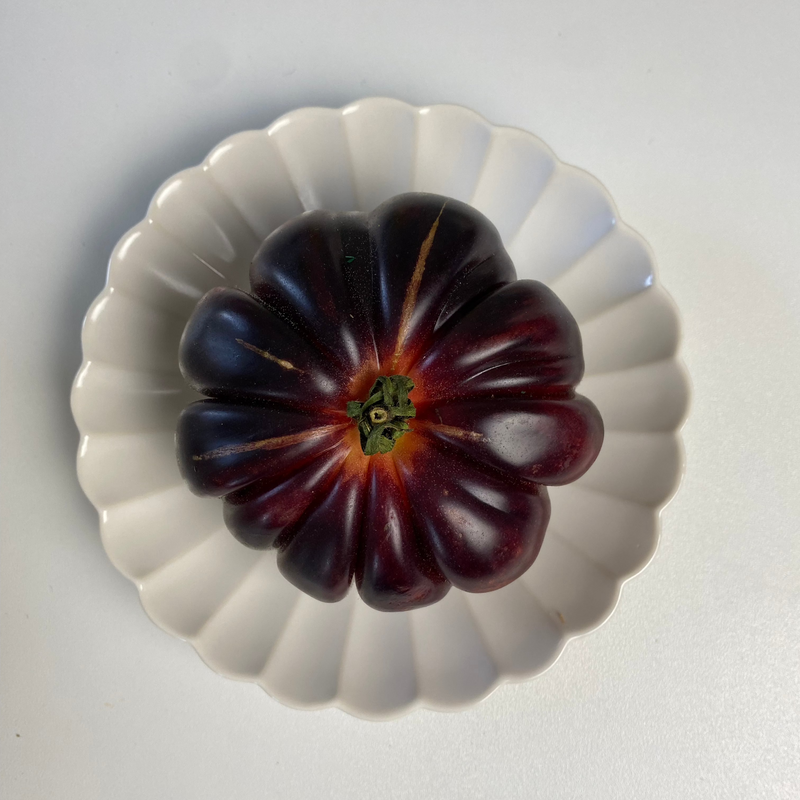 Japanese Plate Chrysanthemum - Small (S)